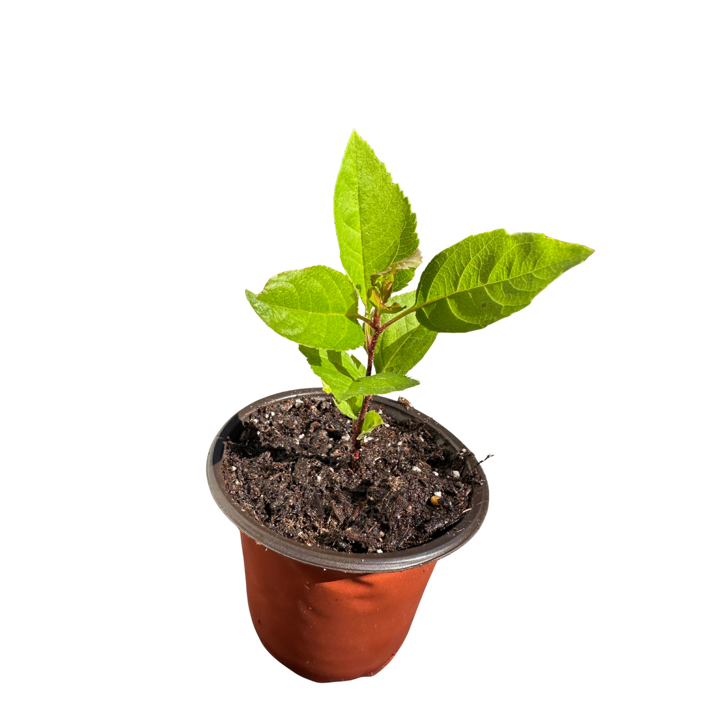 Gala Apple Plant – Perfectly Grown and Ready to Thrive in Your Backyard!