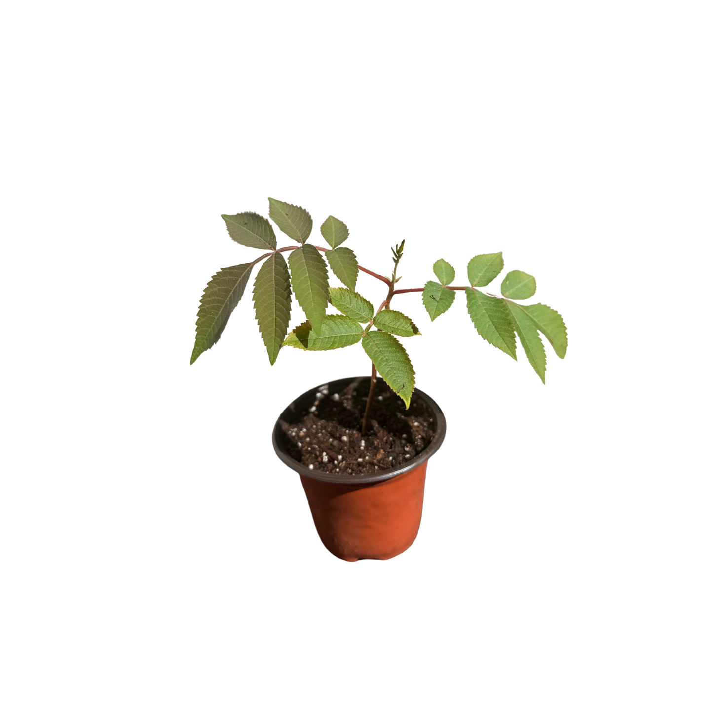 Gooseberry (Indian Amla) - Super food Plant – Perfectly Grown and Ready to Thrive in Your Backyard!