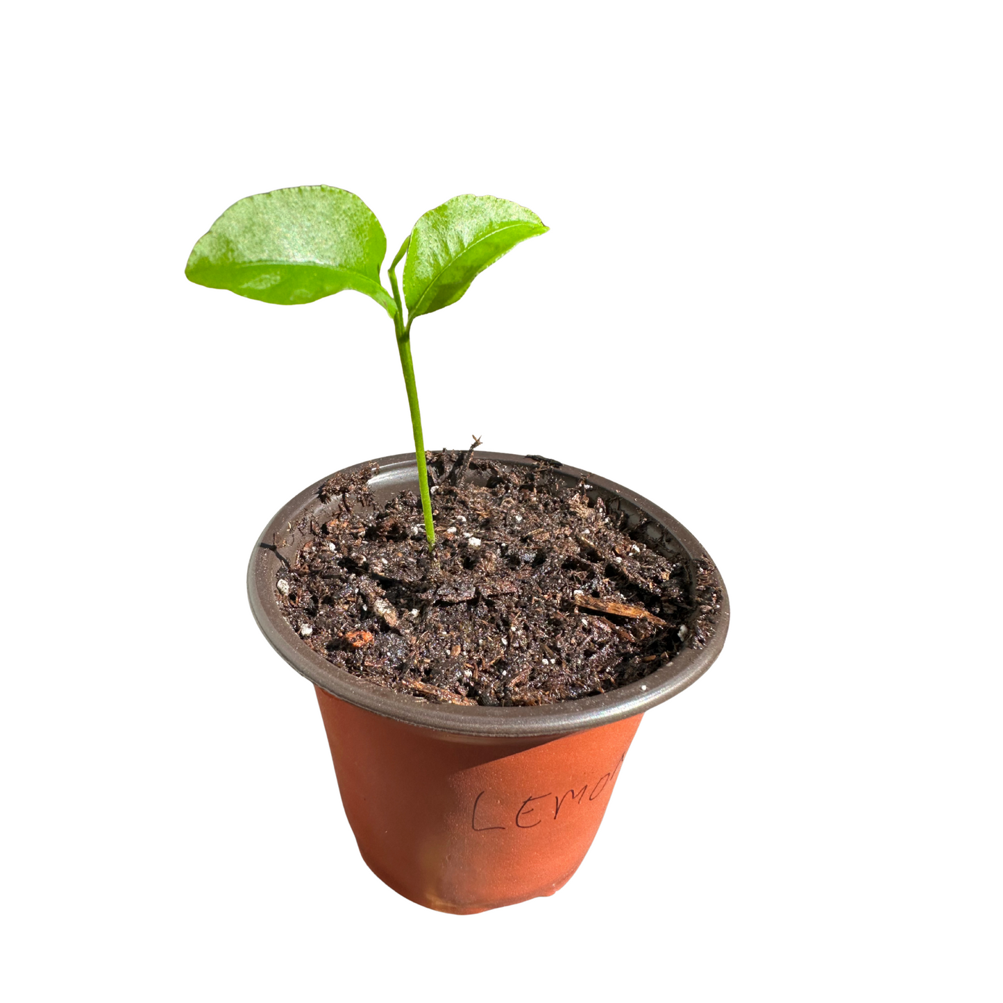 Lemon Plant – Perfectly Grown and Ready to Thrive in Your Backyard!