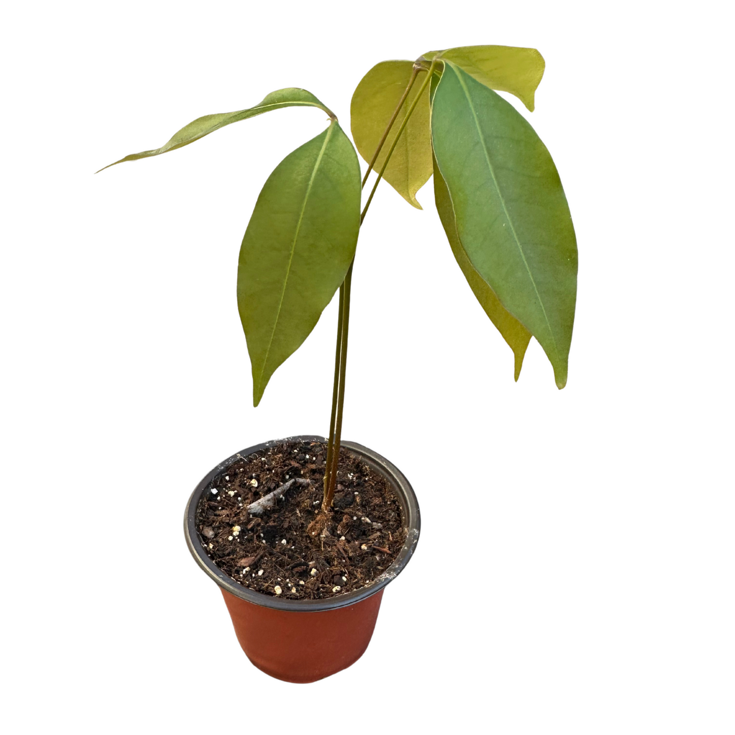 Lychee Plant – Perfectly Grown and Ready to Thrive in Your Backyard!