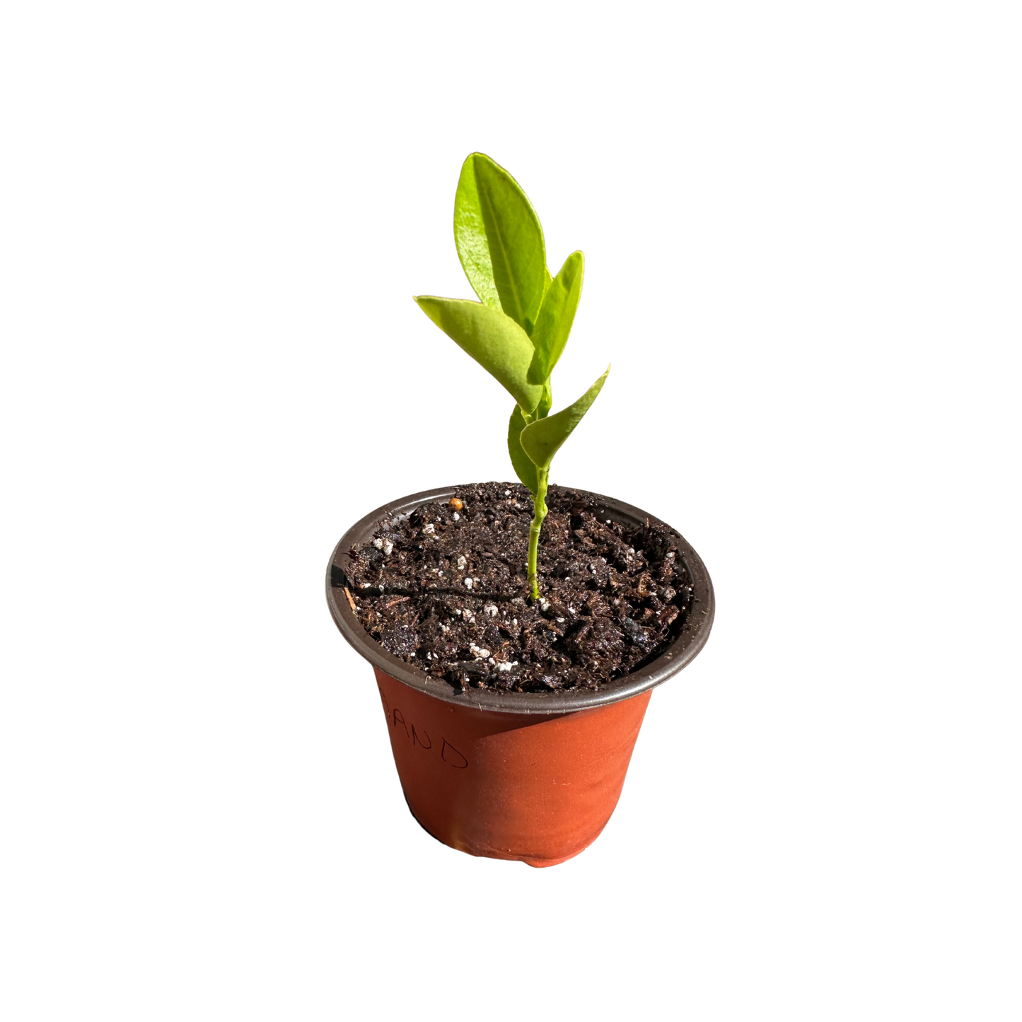 Mandarin Orange Plant – Perfectly Grown and Ready to Thrive in Your Backyard!