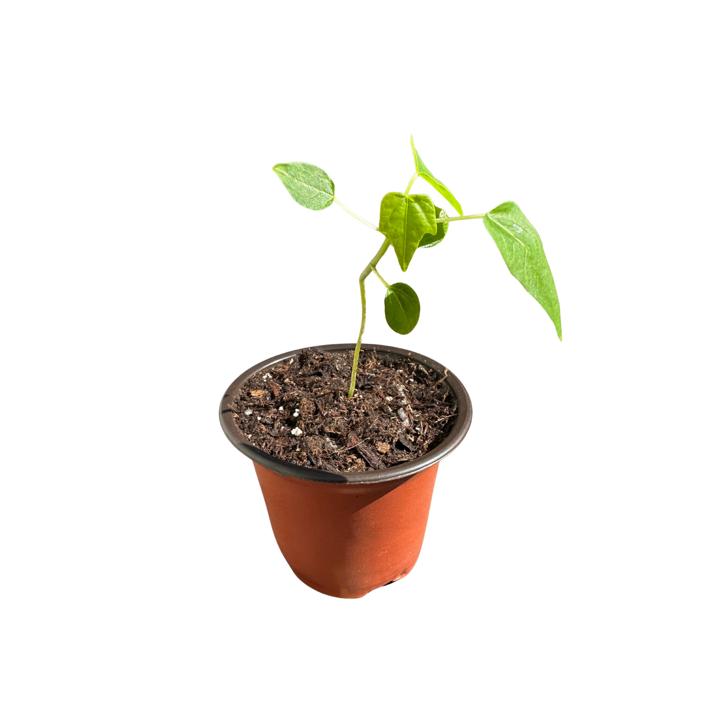 Papaya Plant – Perfectly Grown and Ready to Thrive in Your Backyard!