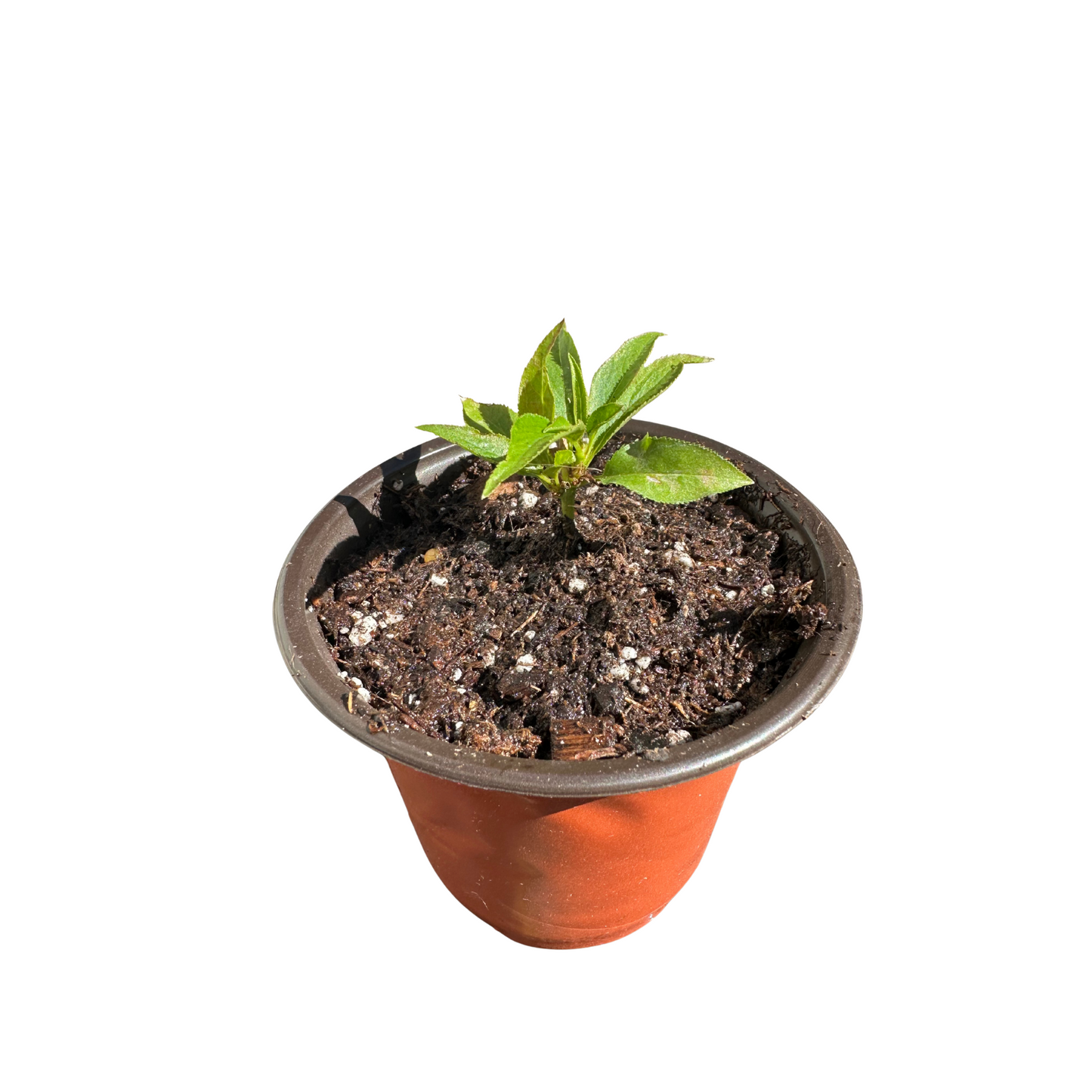 Plum Plant – Perfectly Grown and Ready to Thrive in Your Backyard!