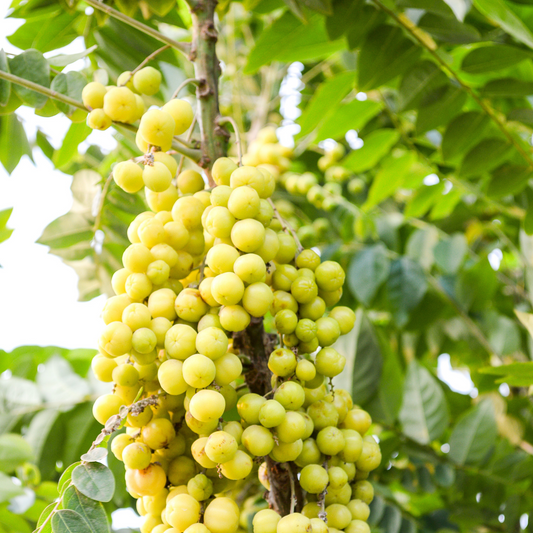 Gooseberry (Indian Amla) - Super food Plant – Perfectly Grown and Ready to Thrive in Your Backyard!