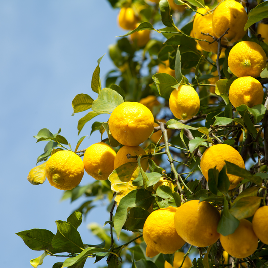 Lemon Plant – Perfectly Grown and Ready to Thrive in Your Backyard!