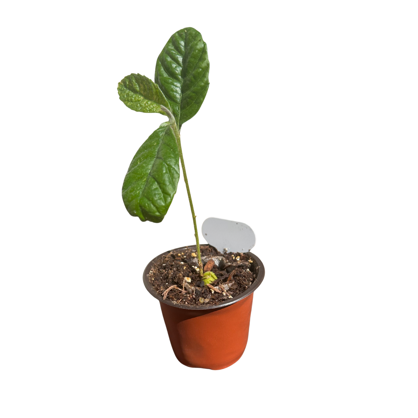 Loquat Plant – Perfectly Grown and Ready to Thrive in Your Backyard!