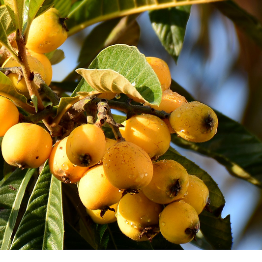 Loquat Plant – Perfectly Grown and Ready to Thrive in Your Backyard!