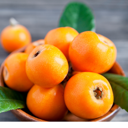 Loquat Plant – Perfectly Grown and Ready to Thrive in Your Backyard!