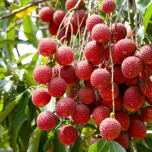 Lychee Plant – Perfectly Grown and Ready to Thrive in Your Backyard!