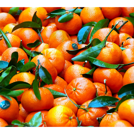 Mandarin Orange Plant – Perfectly Grown and Ready to Thrive in Your Backyard!