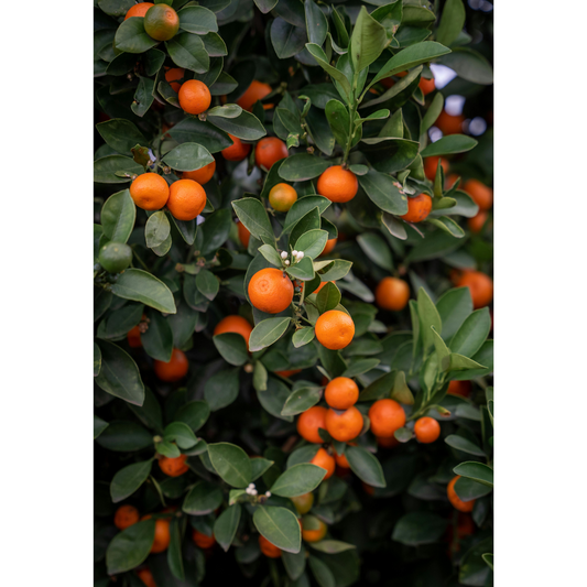 Mandarin Orange Plant – Perfectly Grown and Ready to Thrive in Your Backyard!