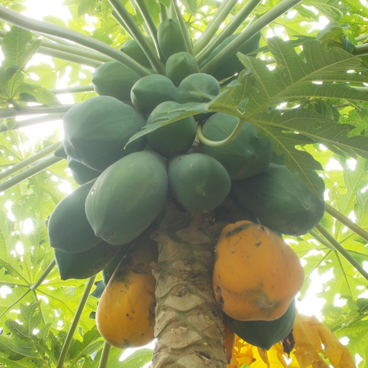 Papaya Plant – Perfectly Grown and Ready to Thrive in Your Backyard!