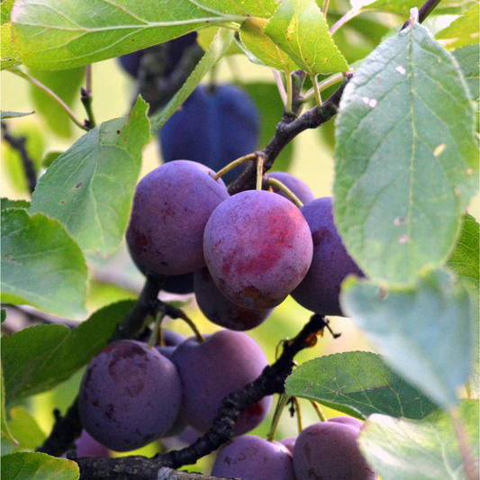 Plum Plant – Perfectly Grown and Ready to Thrive in Your Backyard!